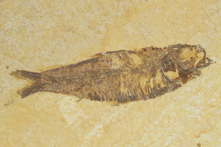 Detailed Fossil Fish (Knightia) - Wyoming #320355